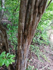 Haematoxylum brasiletto