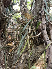 Selenicereus triangularis