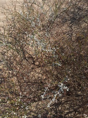 Eriogonum deserticola