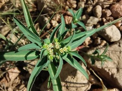 Euphorbia exstipulata