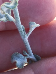 Eriogonum deserticola