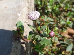 Spilanthes leiocarpa