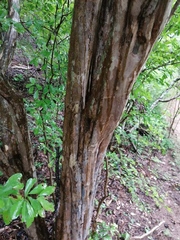 Haematoxylum brasiletto