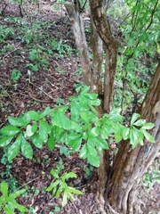 Haematoxylum brasiletto