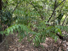 Libidibia monosperma