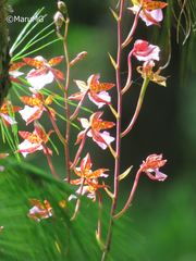 Rhynchostele bictoniensis