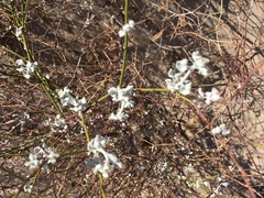Eriogonum deserticola