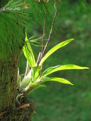 Rhynchostele bictoniensis