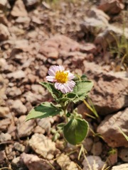 Tridax bicolor