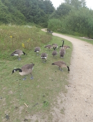 Branta canadensis