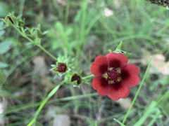 Potentilla thurberi