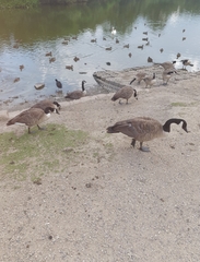 Branta canadensis