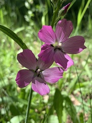 Sidalcea neomexicana