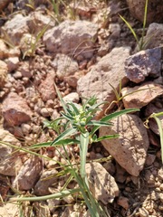 Euphorbia exstipulata