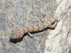 Mediodactylus heterocercus