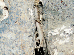 Mediodactylus heterocercus