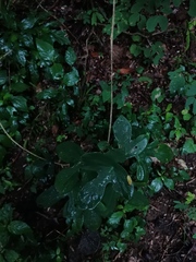 Passiflora viridiflora