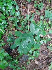 Passiflora viridiflora