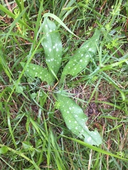 Pulmonaria longifolia
