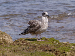 Larus michahellis