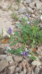 Astragalus lindheimeri