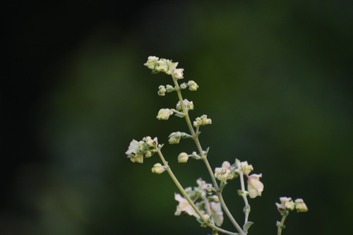 giant four o'clock (Mirabilis gigantea)
