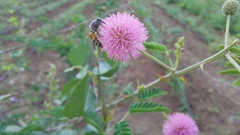Mimosa hamata