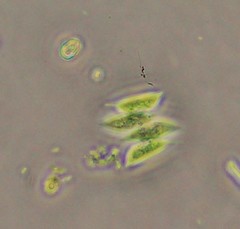 Scenedesmus