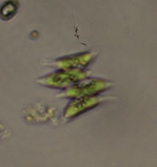 Scenedesmus