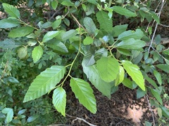 Alnus oblongifolia