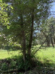 Alnus oblongifolia