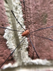 Leiobunum euserratipalpe