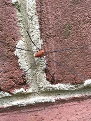 Leiobunum euserratipalpe
