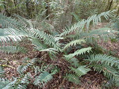 Blechnum capense