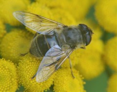 Eristalis tenax