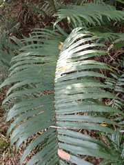 Blechnum capense