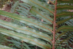 Blechnum capense