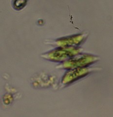 Scenedesmus