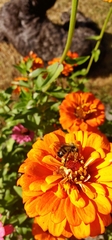Bombus vancouverensis