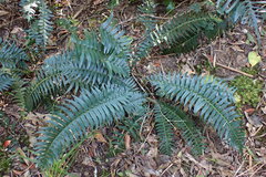 Blechnum punctulatum