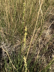 Triglochin concinna debilis