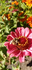 Bombus vancouverensis