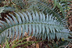 Blechnum punctulatum