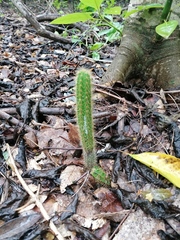 Acanthocereus hesperius