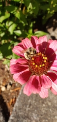 Bombus vancouverensis