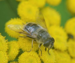 Eristalis tenax