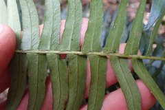 Blechnum punctulatum