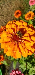 Bombus vancouverensis