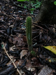 Acanthocereus hesperius