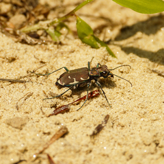 Cicindela ancocisconensis